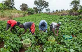 Farmers in Udenu Benefit from Agricultural Input Distribution
